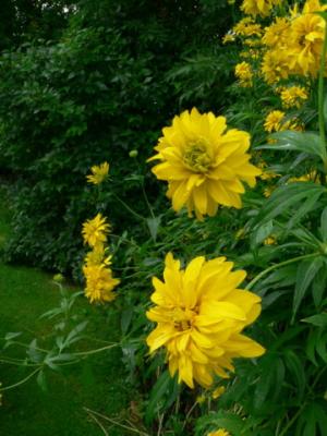 rudbeckia