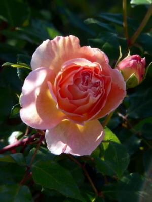 Abraham Darby