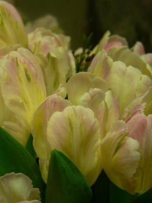 Tulips with reflection