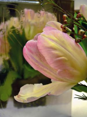 French birthday tulip