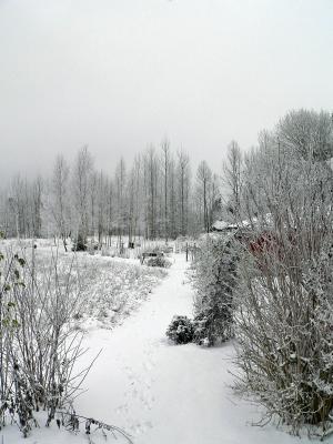 Min rosengng
