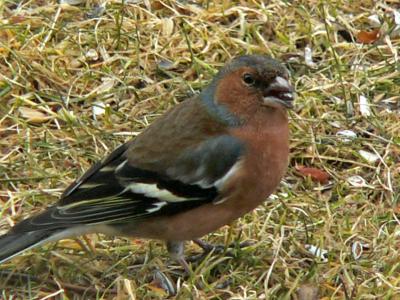 Bofink/Chaffinch