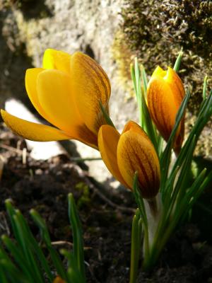 Crocus