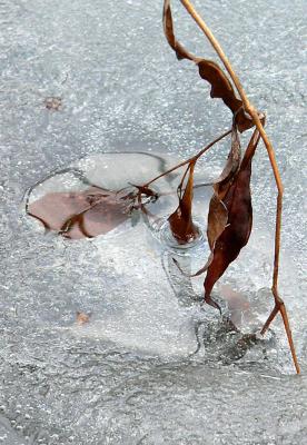 Ice melting in the pond