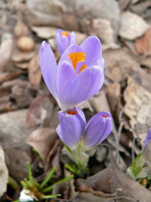 Open crocus flower