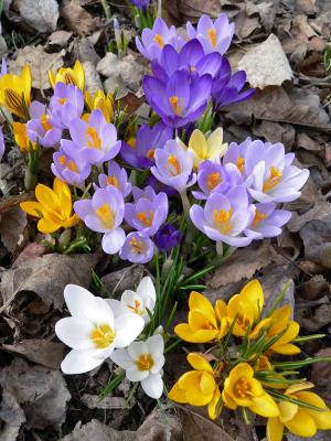 Crocus collection