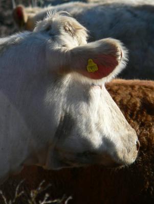 Cow's profile in morning sun