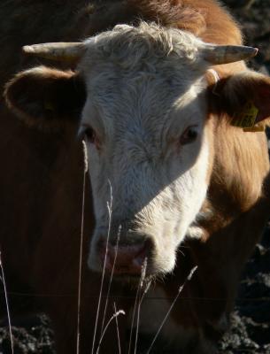 Curious cow