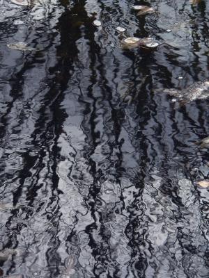 Reflection in the pond