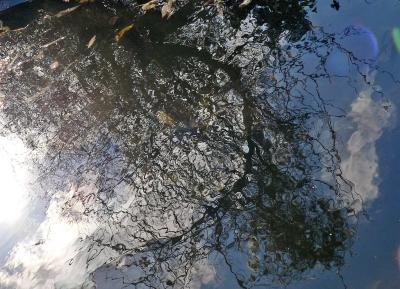 Reflection in the pond II