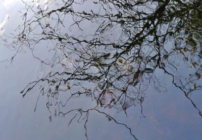 Reflection in the pond III