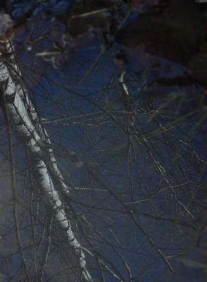 Birches. Reflection in a ditch...