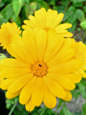 Calendula officinalis