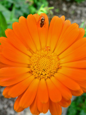 Calendula officinalis