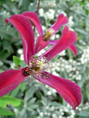 Clematis