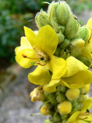 Pretty wildflower