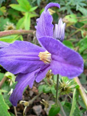 Clematis durandii