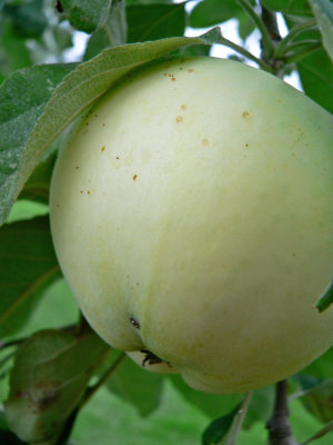 Transparant Blanche
