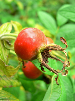 Rose hip