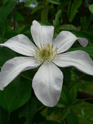 Clematis Huldine