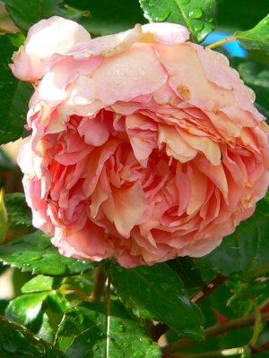 Abraham Darby