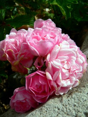 Pink roses 2007