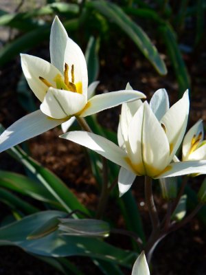 Tulipa Turkestanica