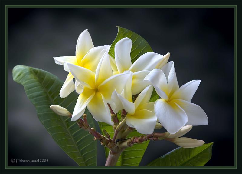 Plumeria .