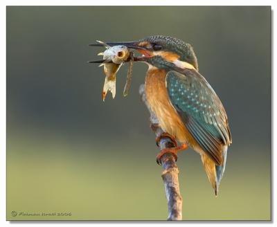 Kingfisher and fish.
