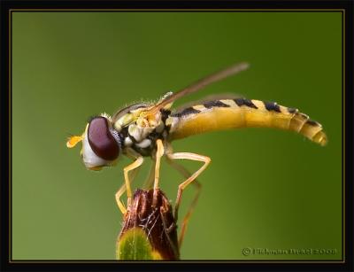 Hover fly.