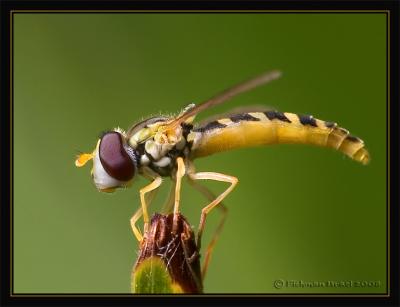 Hoverflies