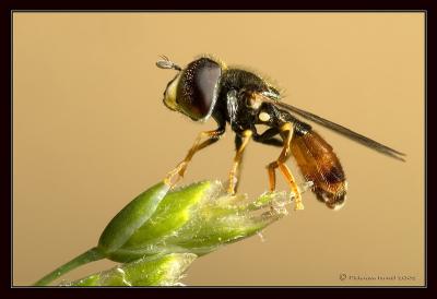 Small Hover fly.