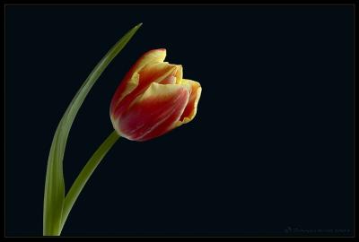 g3/83/630383/3/54810443.DSC_1698G.jpg
