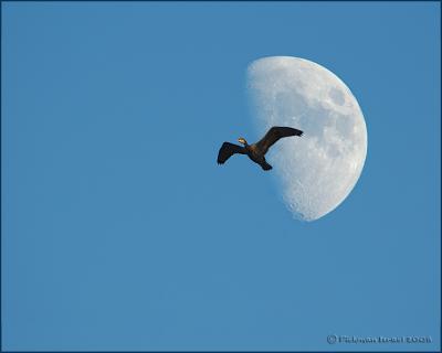 Moon cormorant.