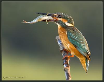 Kingfisher profile & fish.
