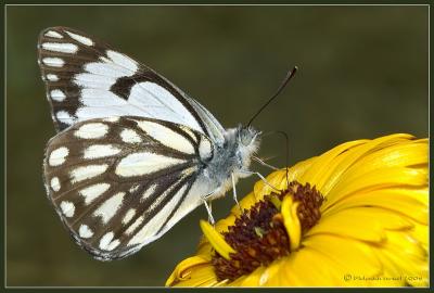 Anaphaeis aurota fabricius.