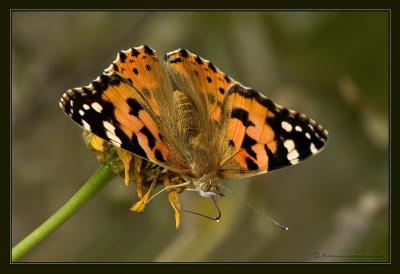 Vanessa cardui cardui.