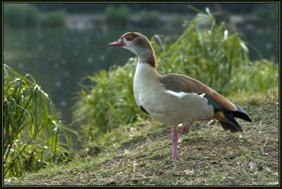 Egyptian Goose.