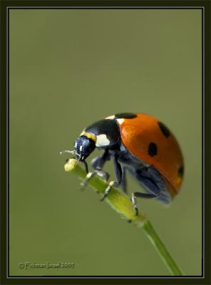 Lady Beetle / Ladybird