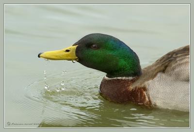 Mallard.(male)