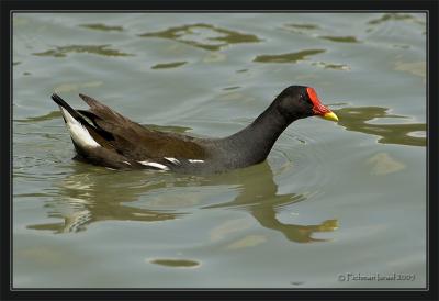 Moorhen.