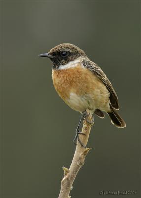 Stonechat. VI