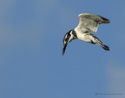 Pied Kingfisher Hovering above prey.