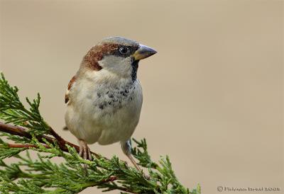 House sparrow.