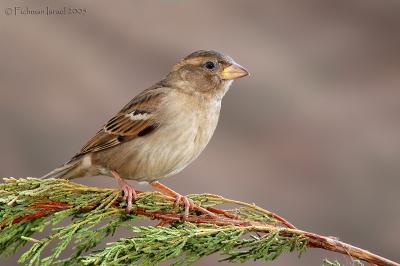 House sparrow. (Female)