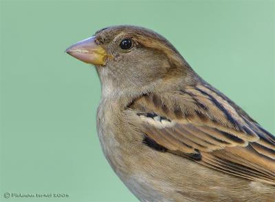 House sparrow. (Female)