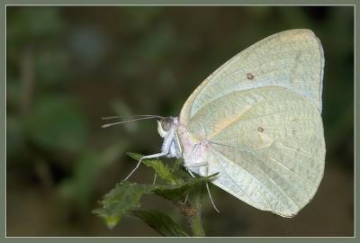 Catopsilia Florella.