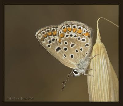 Polyommatus icarus zelleri.