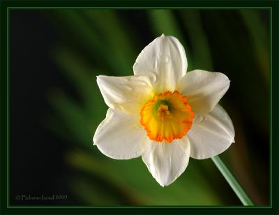 Daffodil. II