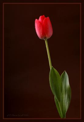 Tulip. II